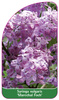 Syringa vulgaris 'Marechal Foch'