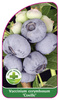 Vaccinium corymbosum 'Coville'