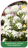 Rhododendron mixtum 'Schneeköpfchen