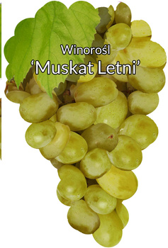 Muscat Summer Vine
