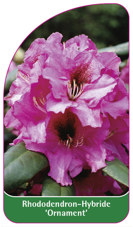 Rhododendron-Hybride 'Ornament'