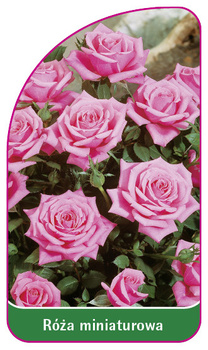 Róza miniaturowa