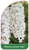 Wisteria sinensis 'Alba'