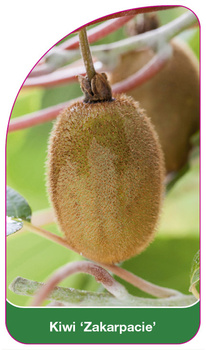 Kiwi 'Zakarpacie'