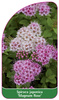 Spiraea japonica 'Magnum Rose'