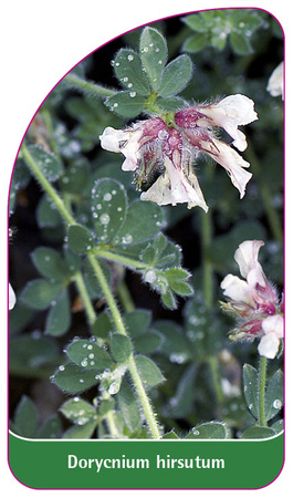 Dorycnium hirsutum