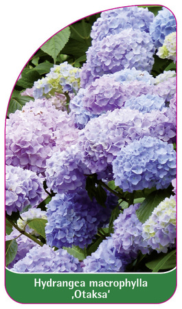Hydrangea macrophylla 'Otaksa'