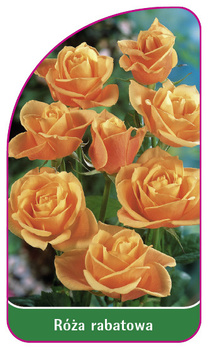 Róza rabatowa Nr. 107 A