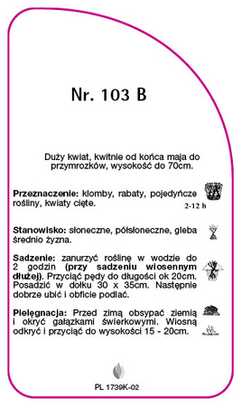 Róza rabatowa Nr. 103