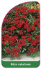 Róza pnąca Nr. 100 A