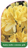 Azalea mollis x sinensis, gelb