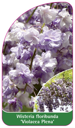 Wisteria floribunda 'Violacea Plena'