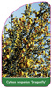 Cytisus scoparius 'Dragonfly'