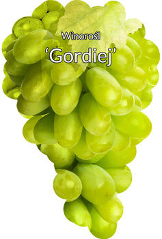 Viță de vie Gordiej