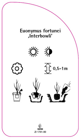 Euonymus fortunei ,Interbowli'