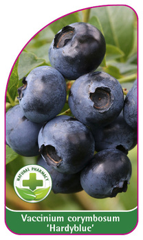 Vaccinium corymbosum 'Hardyblue'