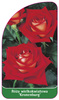 Róza wielkokwiatowa 'Kronenburg' Nr. 515