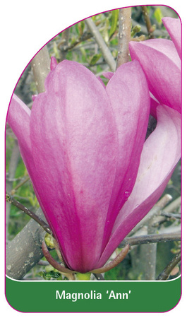 Magnolia 'Ann'