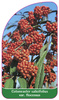 Cotoneaster salicifolius var. floccosus