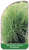 Miscanthus sinensis 'Gracilimus'