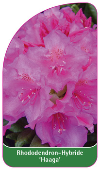 Rhododendron-Hybride 'Haaga'