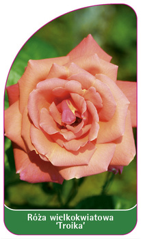Róza wielkokwiatowa 'Troika'