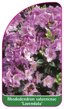 Rhododendron saluenense 'Lavendula'
