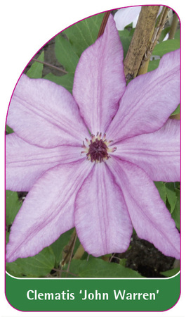 Clematis 'John Warren'