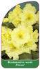 Rhododendron wardii 'Finesse'