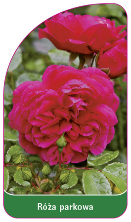 Park rose No. 412