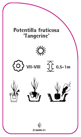 Potentilla fruticosa 'Tangerine'