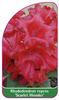 Rhododendron repens 'Scarlet Wonder'