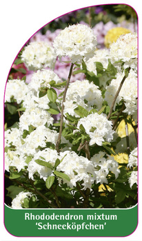 Rhododendron mixtum 'Schneeköpfchen