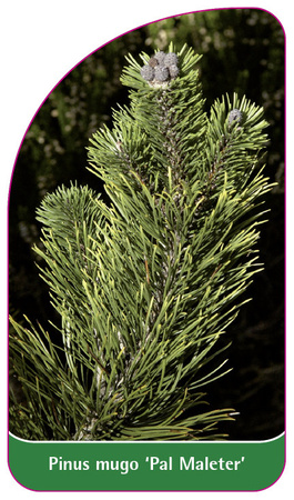 Pinus mugo 'Pal Maleter'