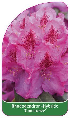 Rhododendron-Hybride 'Constanze'