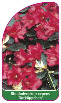 Rhododendron repens 'Rotkäppchen'