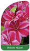 Clematis 'Akaishi'