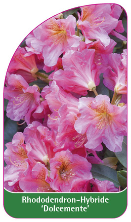 Rhododendron-Hybride 'Dolcemente'