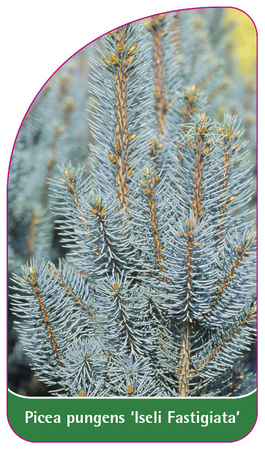 Picea pungens 'Iseli Fastigiata'