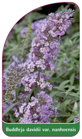 Buddleja davidii var. nanhoensis