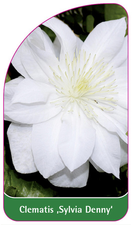 Clematis 'Sylvia Denny'