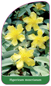 Hypericum moserianum