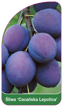 Prun "Cacanska Lepotica
