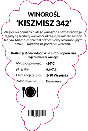Winorośl Kiszmisz 342