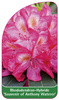 Rhododendron-Hybride 'Souvenir of Anthony Waterer'