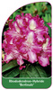 Rhododendron-Hybride 'Berlinale'