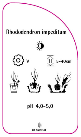 Rhododendron impeditum