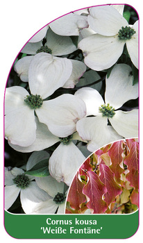 Cornus kousa 'Weiße Fontäne'