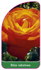 Róza rabatowa Nr. 107 B