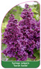 Syringa vulgaris 'Sarah Sands'